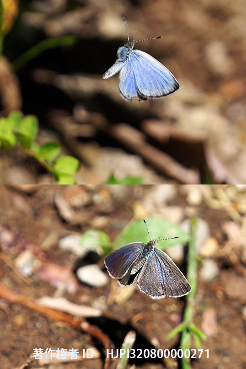 ヤマトシジミの飛翔