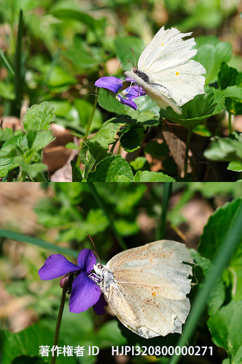 庭のスミレにスジボソヤマキチョウ