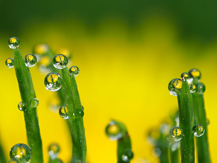 水滴の中のタンポポ