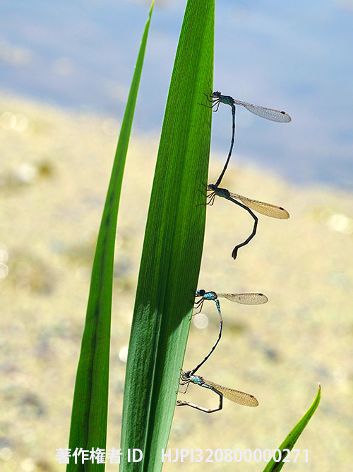 ホソミオツネントンボの産卵　Indolestes peregrinus