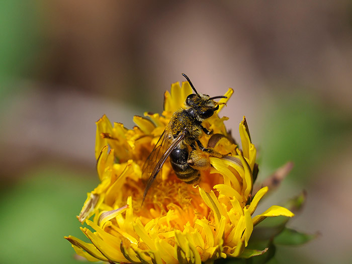 ヒメハナバチの仲間　Andrena sp.