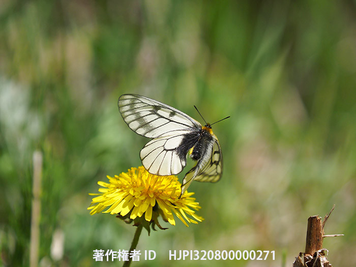 庭のタンポポにウスバシロチョウ　Parnassius citrinarius