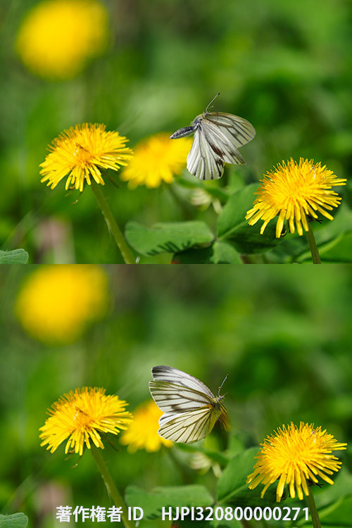 庭のヤマトスジグロシロチョウ♀春型　Pieris nesis