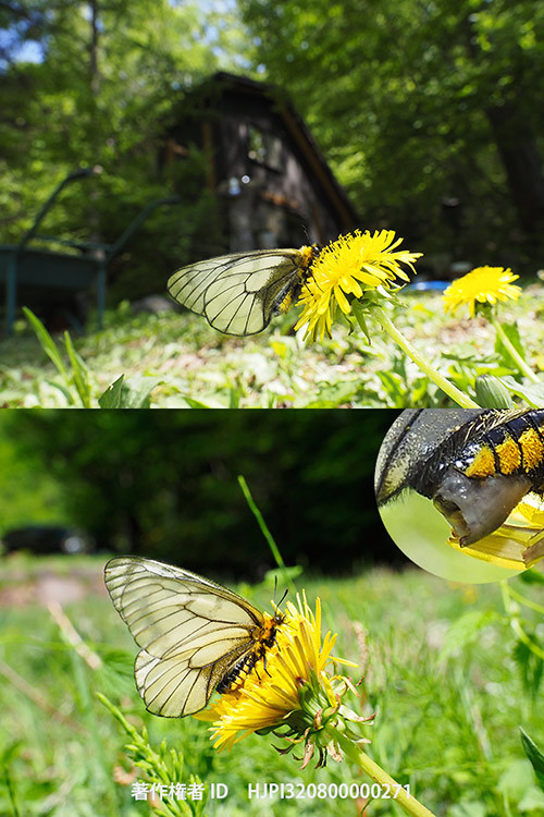 庭のウスバシロチョウは最盛期　Parnassius citrinarius