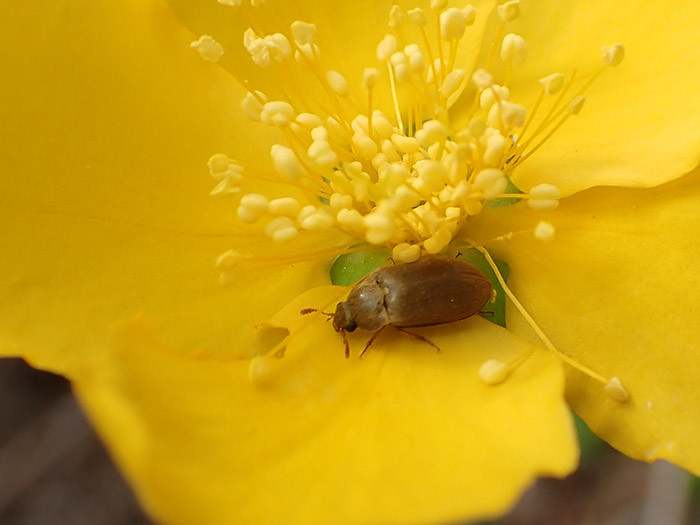 ヤマブキの花にケシキスイの仲間