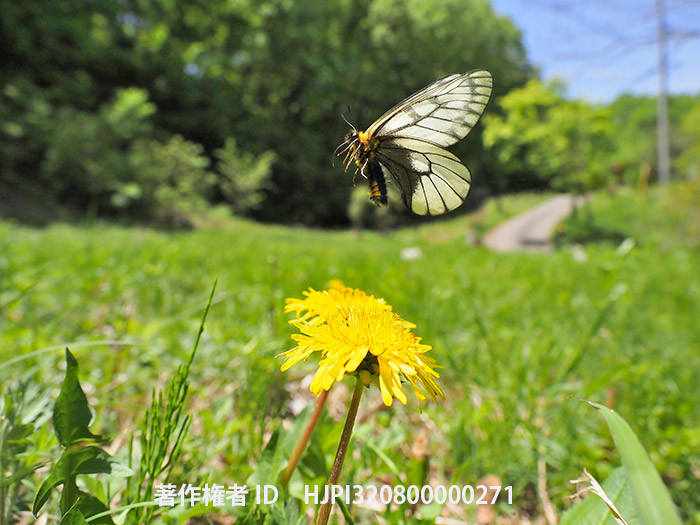 再び庭のウスバシロチョウ　　Parnassius citrinarius