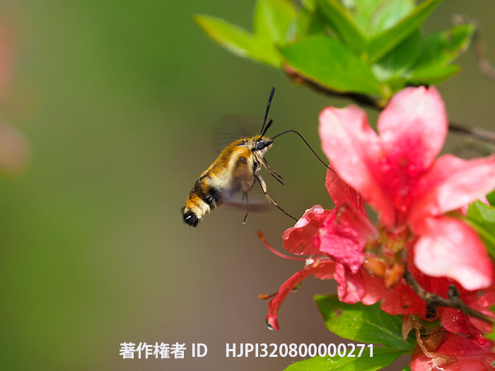 クロスキバホウジャク　Hemaris affinis