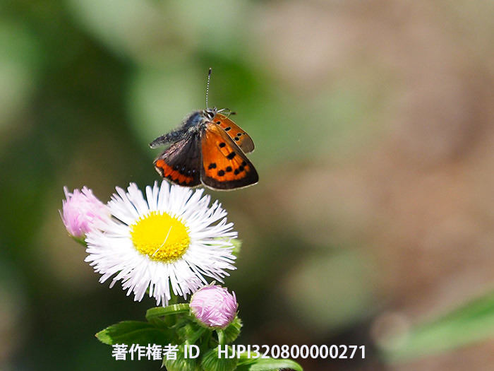 庭のベニシジミ　Lycaena phlaeas