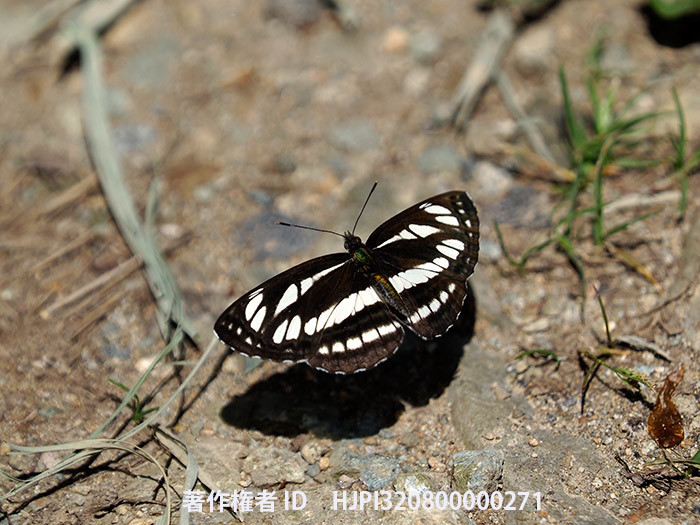 庭のコミスジ　Neptis sappho
