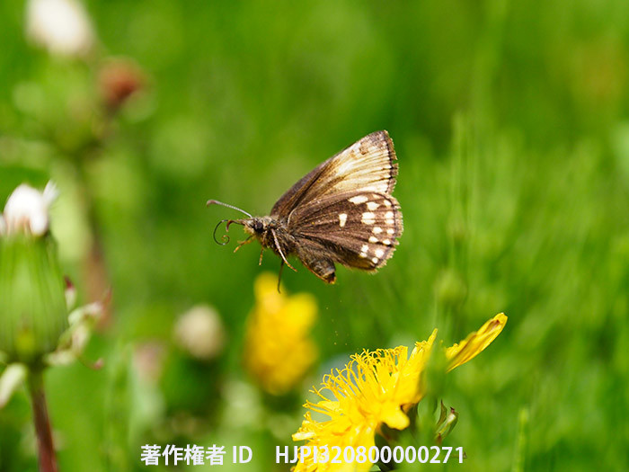 庭のミヤマセセリの飛翔　Erynnis montanus