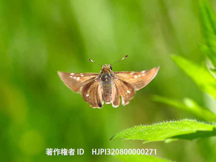 再びミヤマチャバネセセリ　Pelopidas jansonis