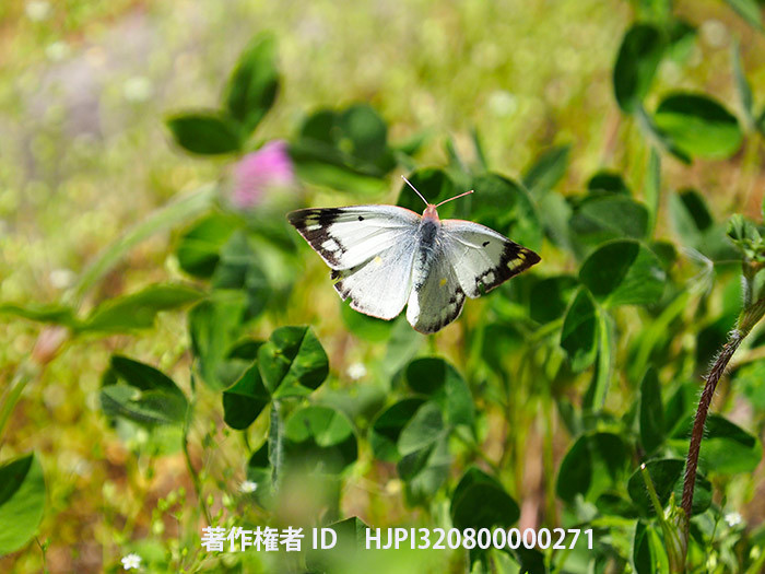 庭のモンキチョウ