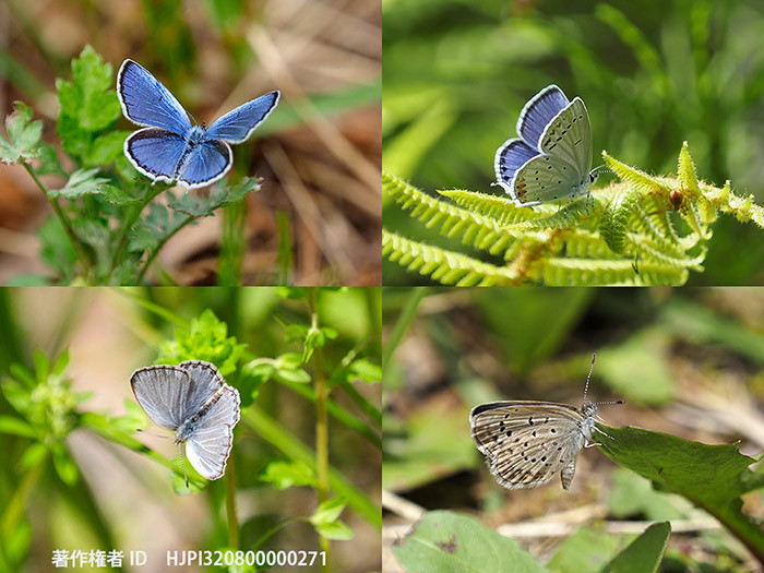庭のツバメシジミとヤマトシジミ