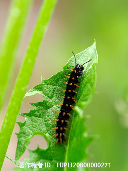 庭のメスグロヒョウモンの幼虫