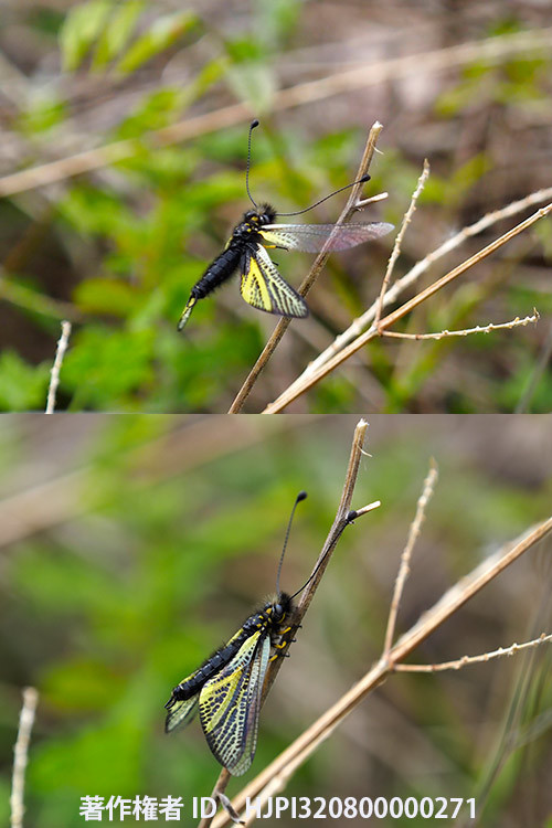 キバネツノトンボが出はじめた　Ascaraphus ramburi