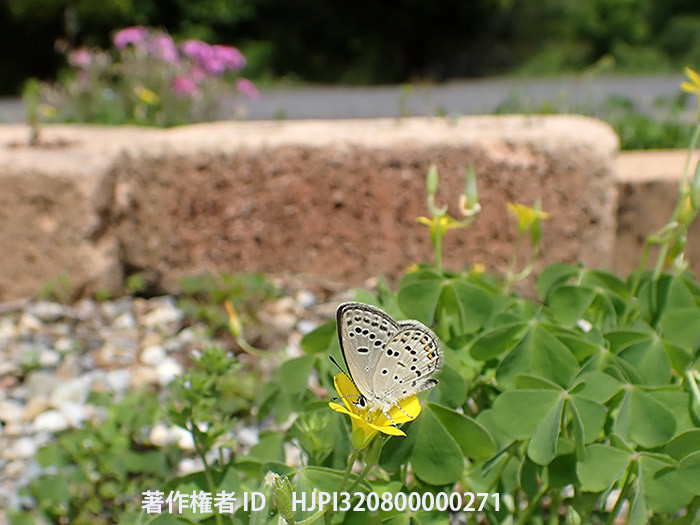 庭のクロツバメシジミ