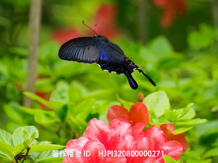 隣のカラスアゲハ