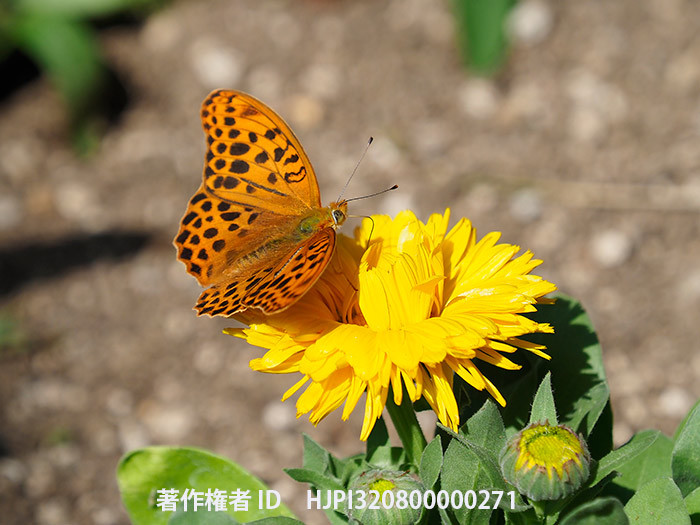 庭のクモガタヒョウモン　Nephargynnis anadyomene