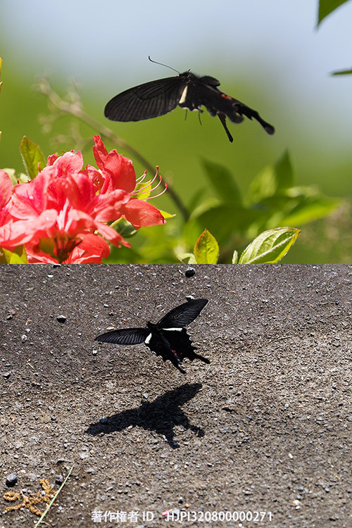 庭のオナガアゲハ　Papilio macilentus