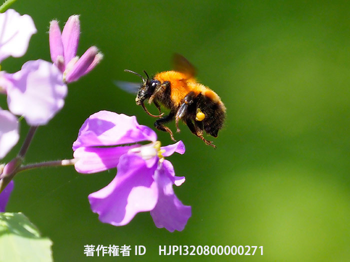 ムラサキハナナにマルハナバチ