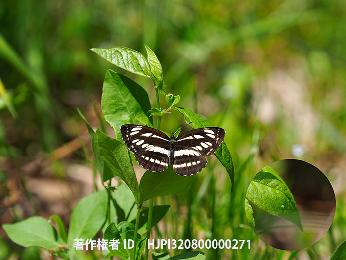 コミスジがナンテンハギに産卵した　Neptis sappho