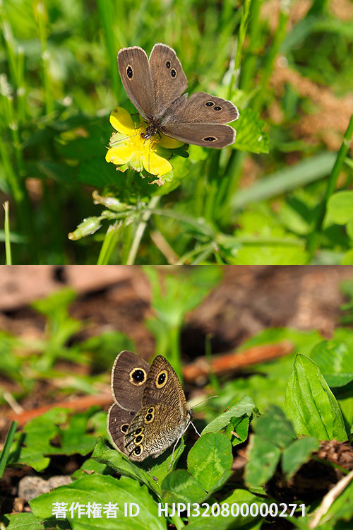 ヒメウラナミジャノメ　Ypthima argus