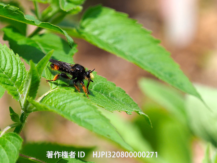 庭のオオイシアブ　Laphria mitsukurii