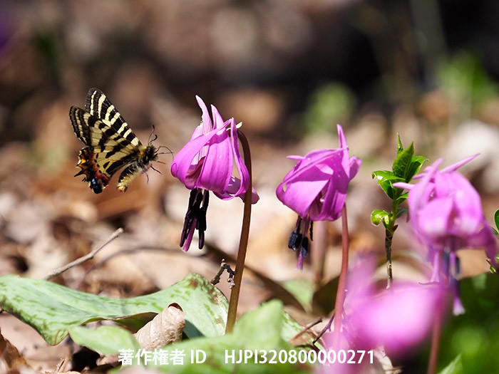 カタクリにヒメギフチョウ