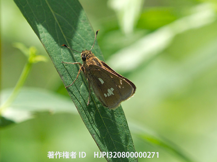 ミヤマチャバネセセリのメス　Pelopidas jansonis