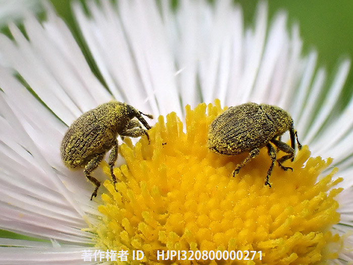 カミヤコバンゾウムシ　Miarus kamiyai