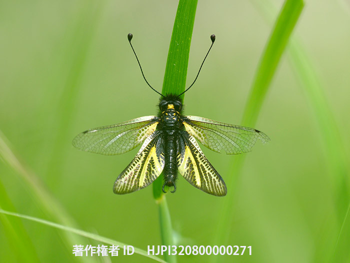 庭のキバネツノトンンボ