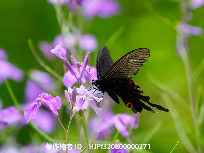 庭のムラサキハナナにオナガアゲハ