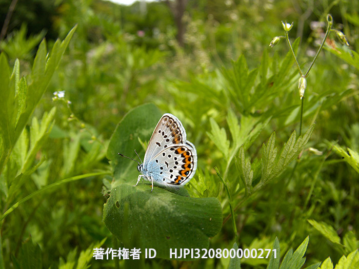 庭のヒメシジミが出始めた　Plebejus argus