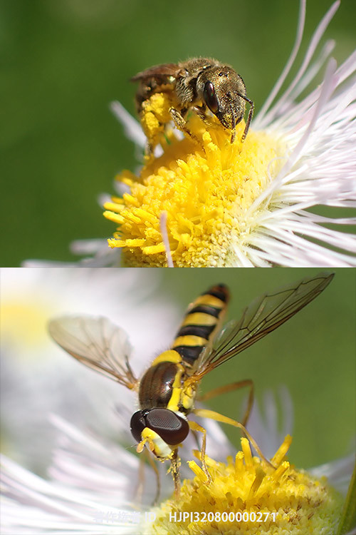 庭のハルジオン