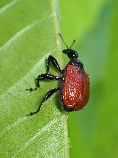 庭のオトシブミ