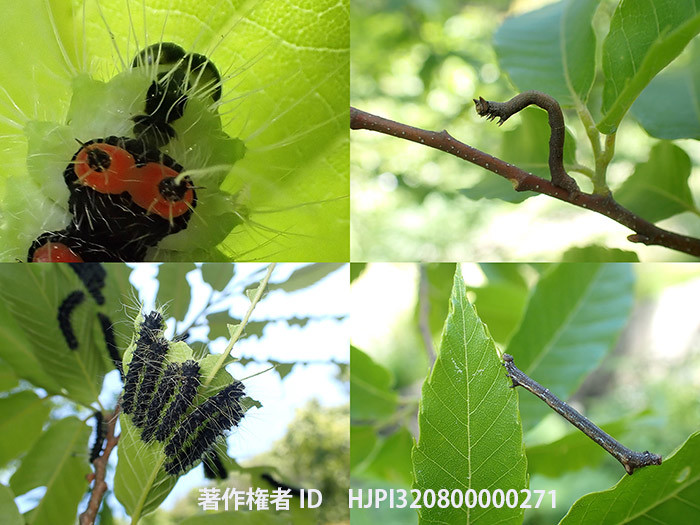庭の栗の木にいたガの幼虫