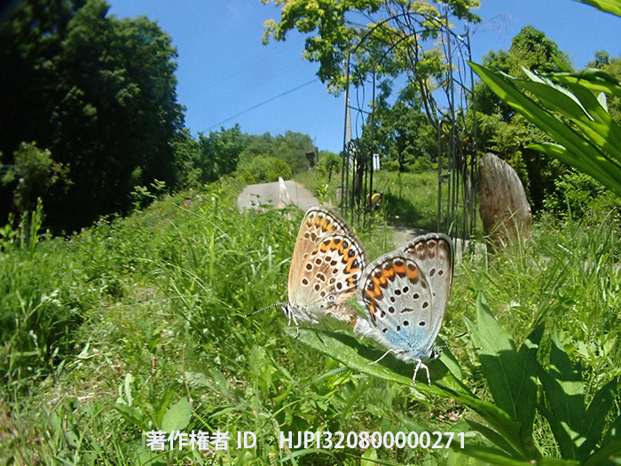 庭でヒメシジミが交尾した　Plebejus argus