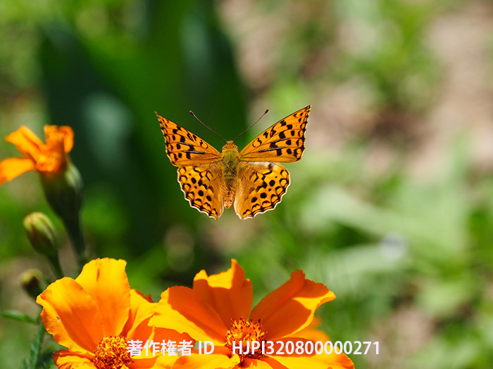 庭のウラギンヒョウモン　Fabriciana adippe
