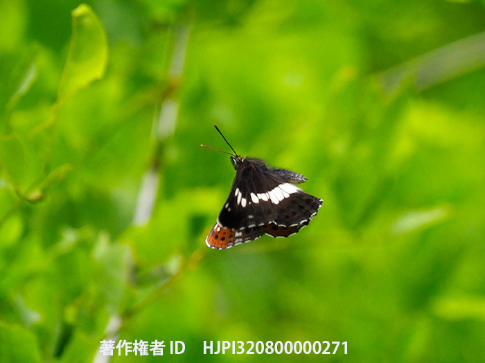 庭のイチモンジチョウ　Limenitis camilla