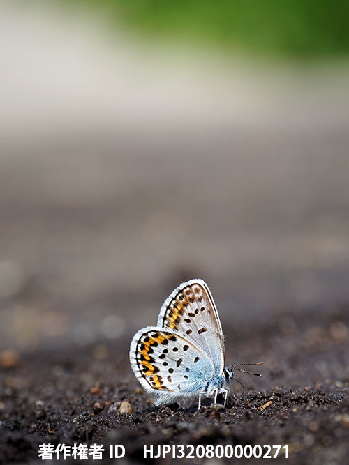 庭のヒメシジミの吸水　Plebejus argus