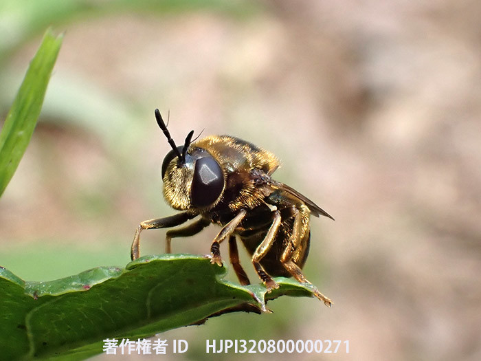 庭のアリノスアブ