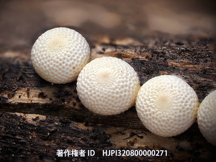 庭のウスバシロチョウの卵