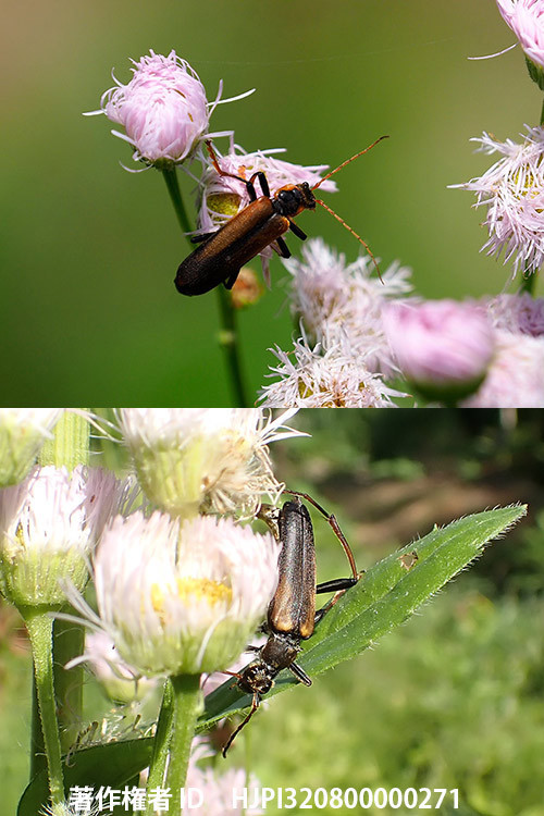 ジョウカイボンに似たカミキリムシ