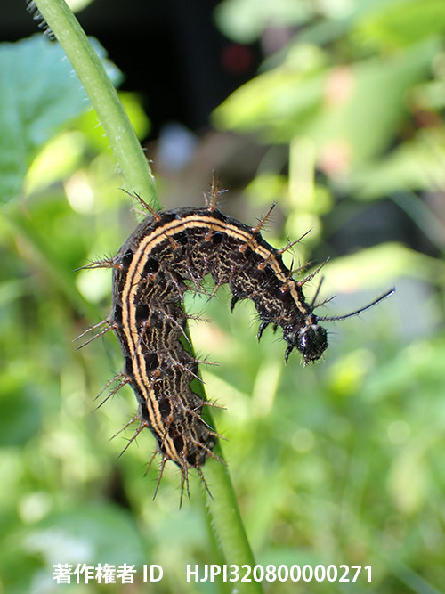庭のミドリヒョウモンの幼虫