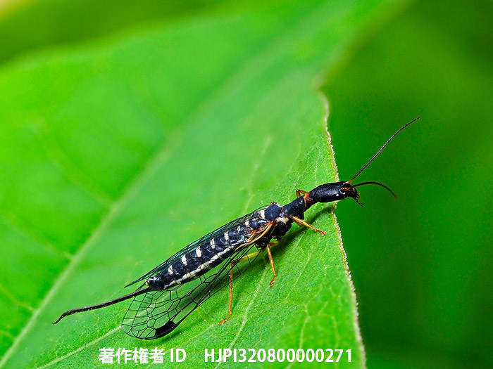 庭のラクダムシ　Inocellia japonica