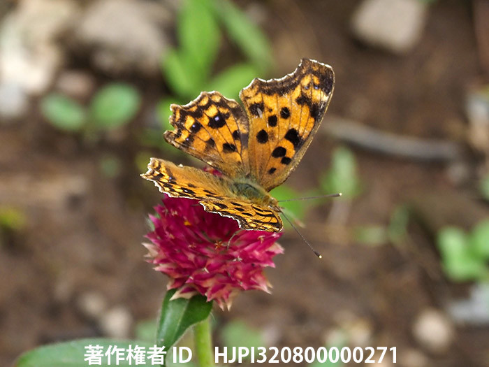 夏型のキタテハ　Polygonia c-aureum