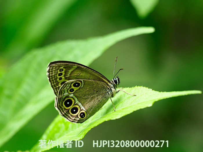 裏庭のウラジャノメ