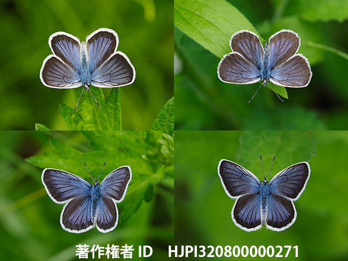 庭のヒメシジミのオス4匹の変異