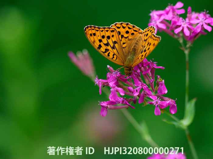 庭のムシトリナデシコにウラギンヒョウモン