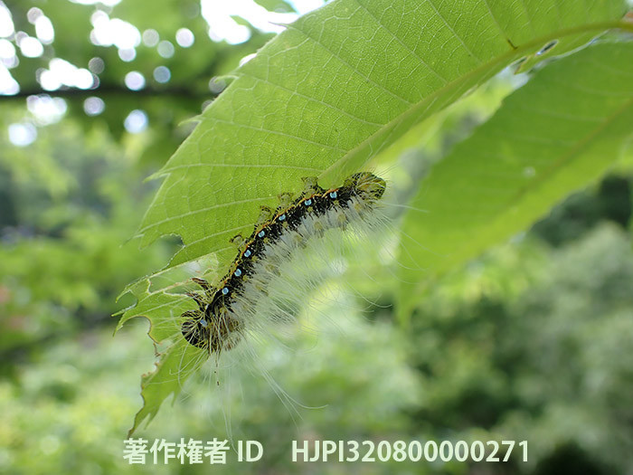 クスサンの幼虫